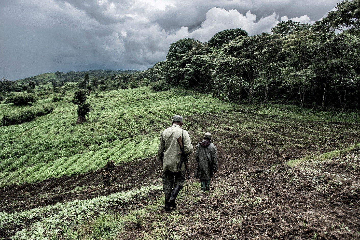 Forêt du Nord-Kivu, RDC