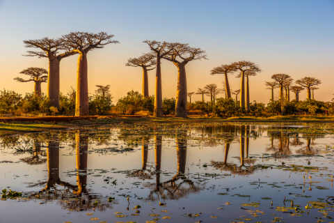  Baobabs au coucher du soleil sur l'avenue des baobabs - Madagascar