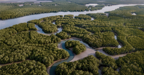 Vue aérienne d'une vaste mangrove