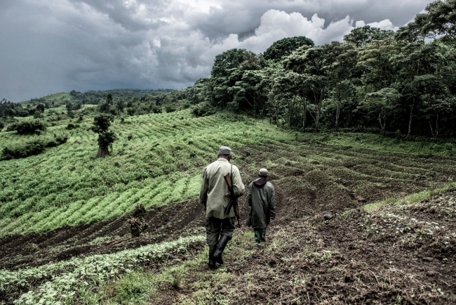 Forêt du Nord-Kivu, RDC