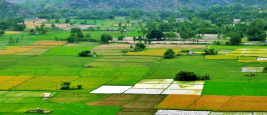 Arable Land in India