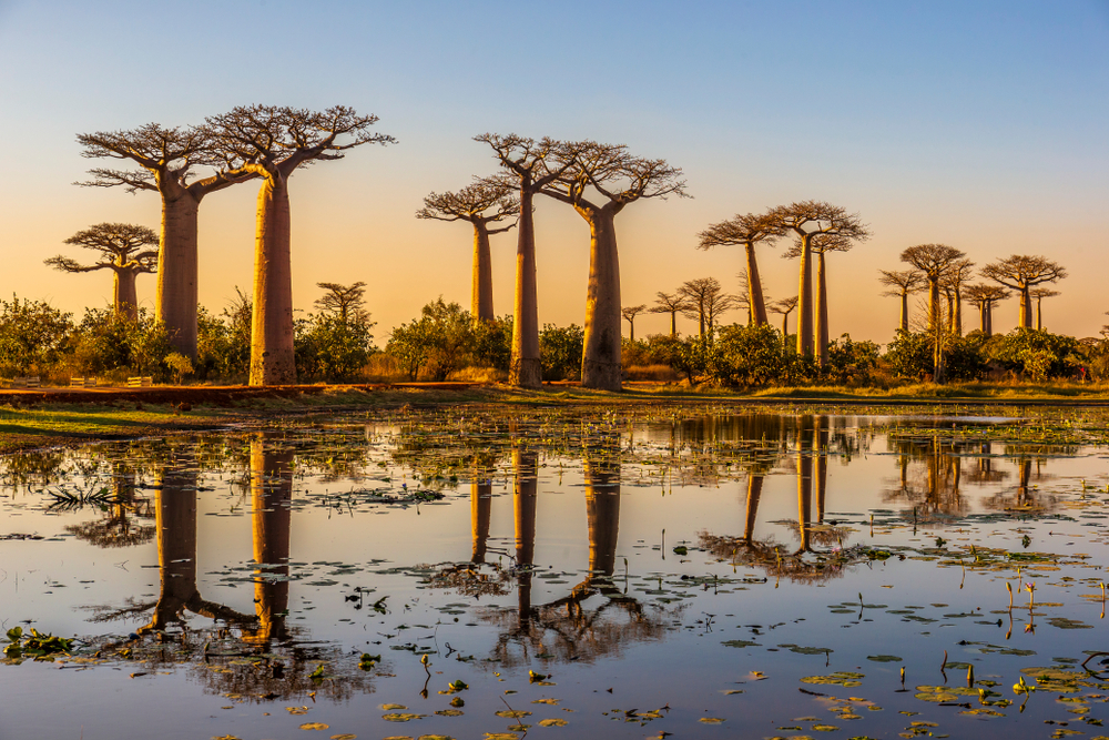  Baobabs au coucher du soleil sur l'avenue des baobabs - Madagascar