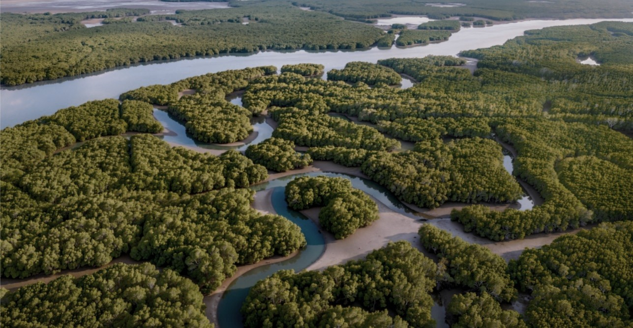 Vue aérienne d'une vaste mangrove